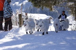 Lenk 2013